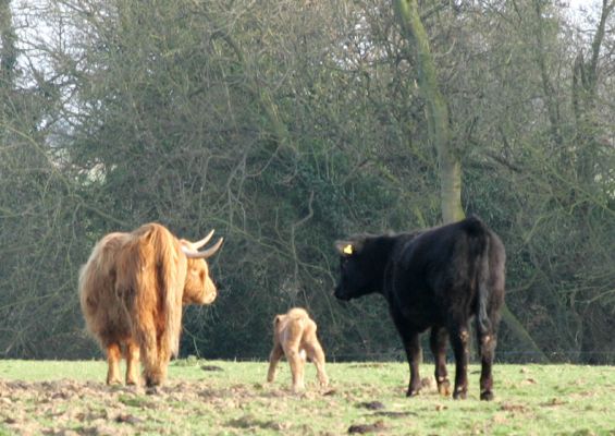 Highland Cow, Her Calf, and Aberdeen Angus
The afternoon of March 19, 2005, on our four acre field.  The Highland calf was born on Thursday:  she's a heifer.  She looks like the folks at Steif created her.  This is a photo of mother (a pedigree Highland cow), baby, and one of our pedigreed Aberdeen Angus cows.  The photo shows the difference between a Highland cow (on the left) and an Aberdeen Angus cow (right).
Ključne besede: Aberdeen Angus, Highland, calf, heifer, Kobe beef, Lucies Farm