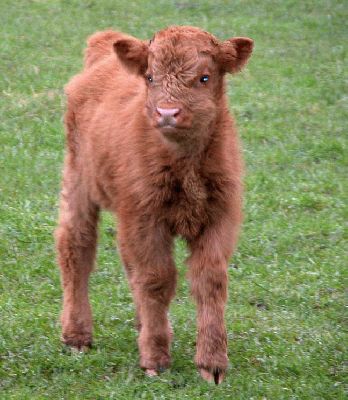 New Highland Calf
He hasn't been ear-tagged yet.  The trick is catching him.  Taken at Birchfields, Easter week-end 2004.
Ključne besede: Highland Cattle, calf, Birchfields