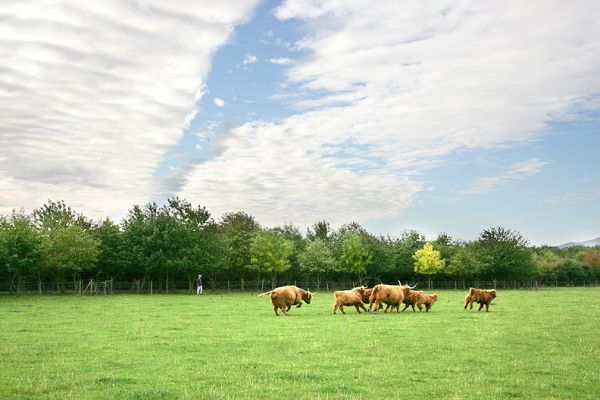Highland Cattle On The Mooove
Birchfields 1, morning of 13 October 2005.   There was a beautiful cloud formation overhead, above the Malvern Hills.
Ключевые слова: Highland cattle Birchfields Lucies Farm Malvern Hills clouds blue sky