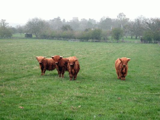Four Young Highland Heifers
A misty Easter week-end morning.  These four young ladies are enjoying their youth.  Photographed on the 11 acre field, with the Powick Parish Church in the background.
Keywords: Powick, Easter, Highland Cattle, heifers