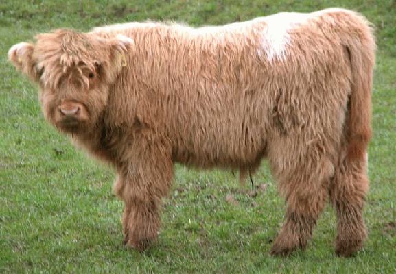 Highland Bull Calf with "Hi-Lite"
This Highland bull calf has a pure white spot on his back --- a bit like a surfer dude. UK302940100044 born 15 December 2003.  Sold 14 October 2005, and now residing on a mountain top in Lancaster.
Keywords: Highland Cattle bull calf highlight UK302940100044
