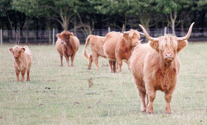 Group of Highland Cattle at Birchfields
Photographed Sep 23 2005.
Ключови думи: Highland cattle Lucies Farm