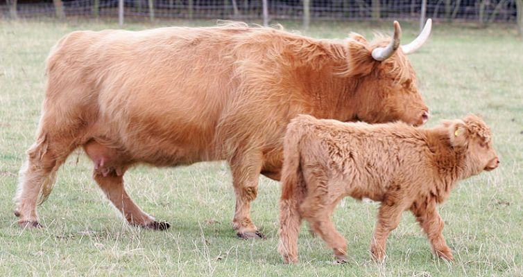 Mother and Calf
Photographed Sep 23 2005
Ключові слова: Highland Cattle cow calf  Lucies Farm