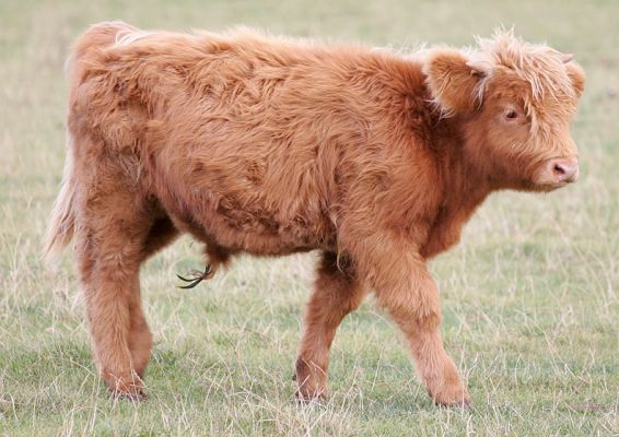 Highland Bull Calf
Photographed Sep 23 2005
Palabras clave: Highland bull calf  Lucies Farm