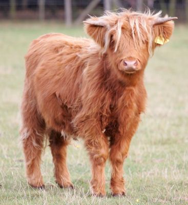 Highland Cow
UK302940 300053 - Born 18 May 2004.  Please [url=http://www.hawaiistar.net/cgi-bin/geneal.pl?op=tree&index=527&gens=5&db=lucies_farm_pedigrees.dbw]click here[/url] for her pedigree.  Photographed Sep 23 2005.  Sold 13 Oct 2005 -- and now living in Wales.
Keywords: Lucies Farm Highland cow for sale