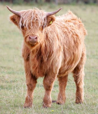 Highland Cow -- UK302940 500055
Born 8 June 2004 -- Please [url=http://www.hawaiistar.net/cgi-bin/geneal.pl?op=tree&index=529&gens=5&db=lucies_farm_pedigrees.dbw]click here[/url] for her pedigree.  Photographed Sep 23 2005. Sold 1 October 2005, along with her mother UKWE0507 00015.
Anahtar kelimeler: Highland Cow UK302940500055 Lucies Farm
