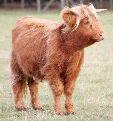 Highland Calf
Photographed Sep 23 2005
Schlüsselwörter: Highland calf Lucies Farm