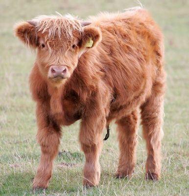 Highland Steer -- For Sale
UK302940 100058 born 15 February 2005
Keywords: Highland Steer for sale Lucies Farm