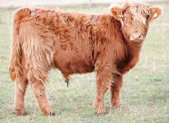 Highland Steer -- For Sale
UK302940 200059 born 17 February 2005.  Photographed Sep 23 2005
Λέξεις-κλειδιά: Highland steer for sale