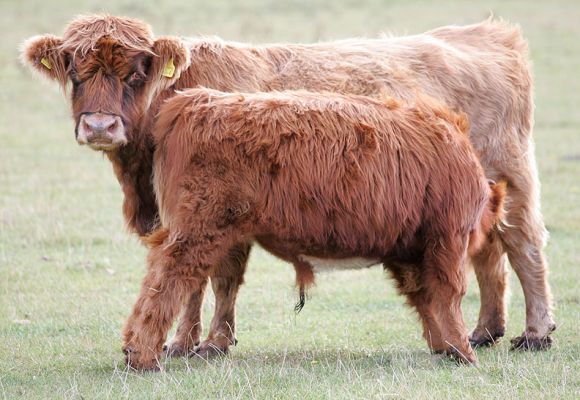 Highland Mother and Her (Huge) Calf
This is our only Highland cow who is minus her horns (it's a long story).  She's [url=http://www.hawaiistar.net/cgi-bin/geneal.pl?op=tree&index=533&gens=5&db=lucies_farm_pedigrees.dbw]Alice 1st of Clova[/url] born 19 March 1988 -- UK302940 400047.  Her enorumous calf is a steer, UK302940 400061 born 15 March 2005.  Photographed Sep 23 2005.
Palabras Clave: Highland Cattle for sale Lucies Farm