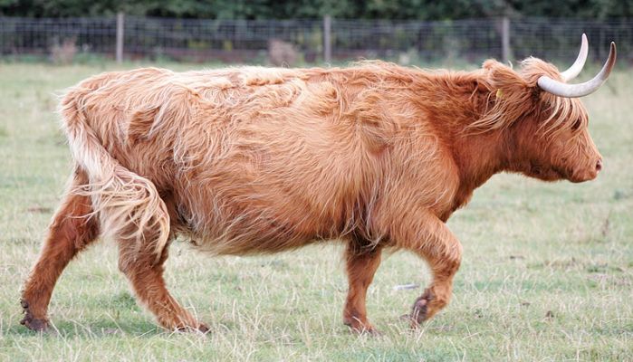 Highland Cow
Photographed Sep 23 2005
Anahtar kelimeler: Highland cow  Lucies Farm