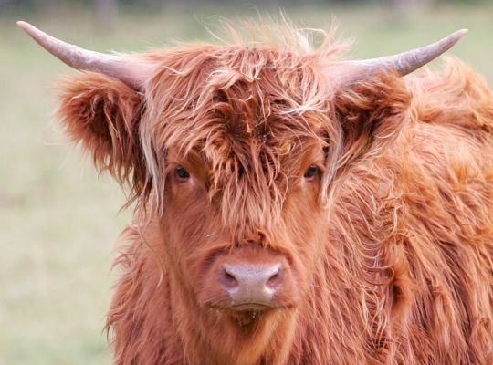 Highland Cow
Photographed Sep 23 2005
Λέξεις-κλειδιά: Highland cow  Lucies Farm