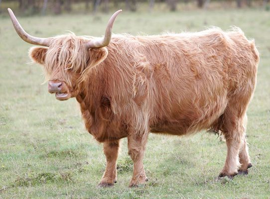 Highland Cow
Photographed Sep 23 2005
Palabras Clave: Highland cow  Lucies Farm