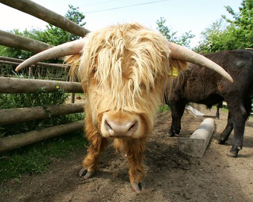 Highland Cattle Steer
One of our pedigree steers -- not overly fond of having his picture taken.
Palabras clave: Highland cattle steer horns cattle horns beef Kobe beef