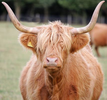 Highland Cow
Photographed Sep 23 2005
Palabras clave: Highland cow Lucies Farm