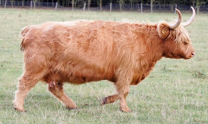 Highland Cow
Photographed Sep 23 2005
Mots-clés: Highland cow Lucies Farm