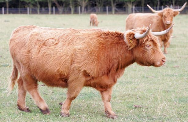 Highland Cow
Photographed Sep 23 2005
Palabras clave: Highland cow Lucies Farm