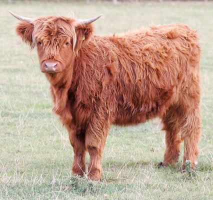 Highland Cow
Photographed Sep 23 2005
Palabras clave: Highland cow  Lucies Farm