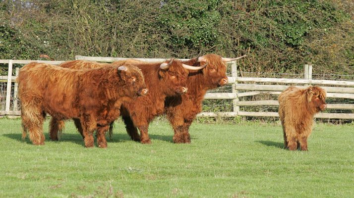 Butter Wouldn't Melt in Their Mouths
They look so cute, all lined up on a sunny Sunday morning.  But two of these Highland cattle have proven to be impossible for us to catch despite hours of trying.  You should see them jump the fences!
Keywords: Highland cattle sunny Lucies Farm