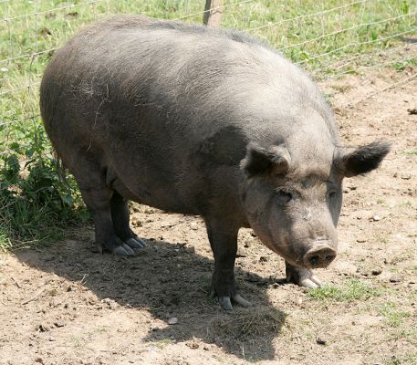 Iron Age - Gloucester Old Spot
This round piggie is a cross between an Iron Age pig (itself a cross between a Tamworth and a wild boar) and a Gloucester Old Spot.  She looks fat, and she's not young any more, but she can move faster than any of the pigs.
Schlüsselwörter: Iron Age pig Tamworth pig Gloucester Old Spot pig Lucies Farm