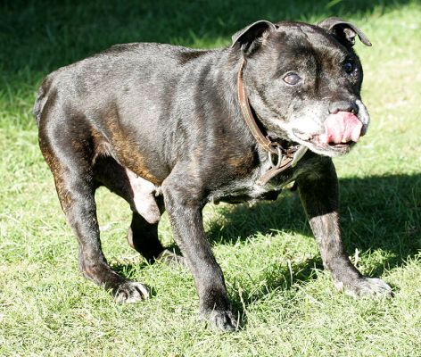 Jabba Licking His Chops
Ключові слова: Jabba Staffordshire bull terrier Staffie Staffordshire terrier licking Lucies Farm dog hotel dog kennel