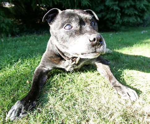 Jabba Having a Rest In The Garden
Słowa kluczowe: Jabba garden Staffordshire bull terrier Staffie summer Lucies Farm dog boarding dog kennel