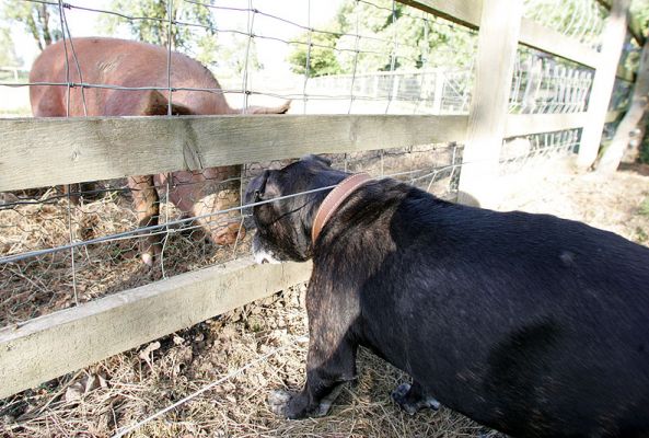 Jabba and the Tamworth Pig
Jabba is a bit of an elderly gentleman, so his walks were fairly short.  But age didn't stop him from finding the Tamworth pig and having a good sniff through the fence.
Słowa kluczowe: Jabba Tamworth pig Staffordshire bull terrier Lucies Farm dog kennel dog boarding