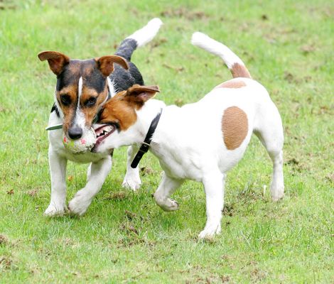 Jake and Sally Playing With One Ball
Ключові слова: Jake Sally Jack Russells ball playing catch fetch Lucies Farm dog hotel dog resort dog kennel