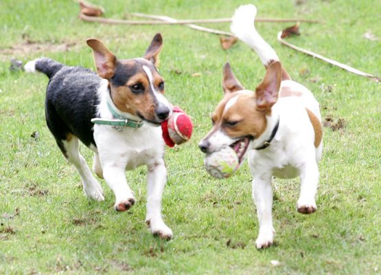 Jake and Sally Playing Fetch
Ключові слова: Jake Sally Jack Russells dog catch fetch Lucies Farm dog hotel dog kennel dogs playing