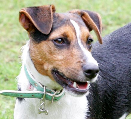 Jake the Jack Russell
Palabras Clave: Jake Jack Russell dog Lucies Farm dog resort dog hotel
