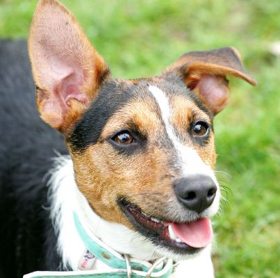Jake
One ear up, one down.
Ключові слова: Jake Jack Russell ear dog hotel Lucies Farm dog kennel dog boarding