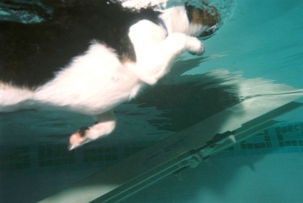 Underwater View of Jake
I'm still getting to grips with underwater dog photography.  Here's Jake, as seen from below.  The PetRamp is in the background.
Anahtar kelimeler: Jake Jack Russell swimming dog underwater dog photography Lucies Farm Ritz Canine