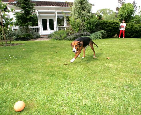 Marjorie - Ball - Jessie (not in that order)
Marjorie trying to throw the ball near me so that Jessie will run in front of the lens --- and Marjorie trying not to hit me with the ball.
Avainsanat: ball playing Jessie Hamiltonstovare dog boarding dog kennel Lucies Farm