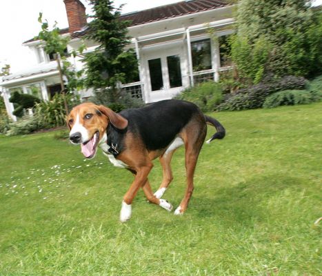 Jessie Playing Ball
Marjorie would throw the ball near me so that Jessie would hopefully run near the camera.  She managed to ham it up as she ran by the lens.
Trefwoorden: Jessie Hamiltonstovare ball playing dog kennel Lucies Farm