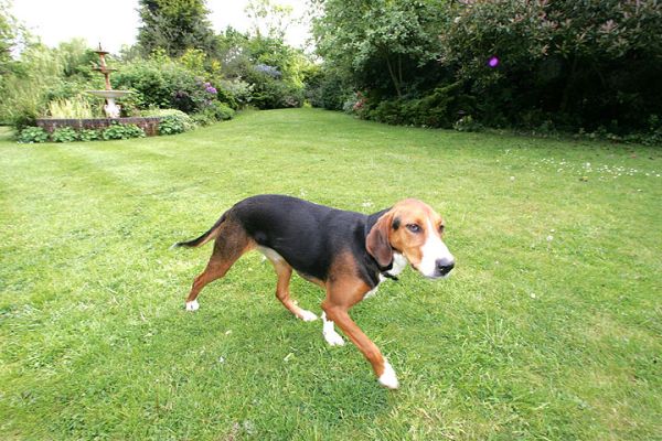 Jessie Playing Ball
Keywords: Jessie Hamiltonstovare ball playing dog kennel Lucies Farm