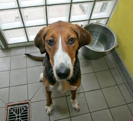Jessie
Jessie is a Hamiltonstovare.  Who can resist giving her a doggie cookie?
Λέξεις-κλειδιά: Hamiltonstovare Jessie dog boarding dog kennel Lucies Farm