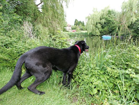 Jet Watching the Ducks
Jet keeping a close eye on the ducks in our pond.  (Don't worry, there's a fence down there in the bushes so he can't jump in.)  Our blue boat is ready for the summer season!
Palabras clave: Jet ducks pond dog hotel dog boarding dog kennel