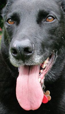 Jet
Jet looking more like a black bear.
Keywords: Jet black bear Lucies Farm dog hotel dog boarding dog kennel