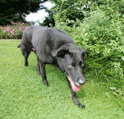 Jet on the Prowl
Ключови думи: Jet prowl dog hotel dog boarding dog kennel Lucies Farm
