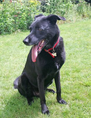 Jet Sitting
Mots-clés: Jet dog hotel dog boarding dog kennel Lucies Farm