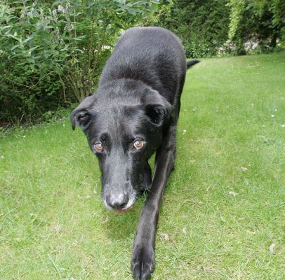 Jet Stepping Forward
Palabras clave: Jet step Lucies Farm dog boarding dog hotel dog kennel