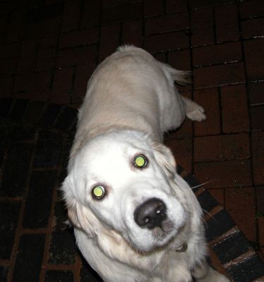Joe, Outside, At Night
Night falls at about 3 PM.  And on Christmas Eve, night came with rain and cold.  A flash was needed --- hence the doggie equivalent of "red eye."  More "green eye."
Keywords: Joe, dog kennel, dog boarding, Lucies Farm