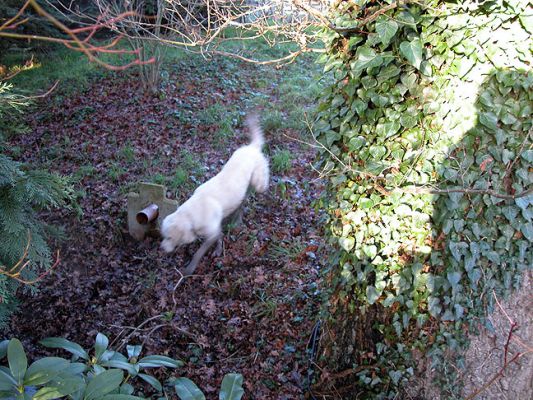 Joe Heading To The Stream
الكلمات الإستدلالية(لتسهيل البحث): Joe, Lucies Farm, dog hotel, stream