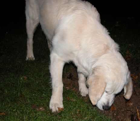 Joe Investigating
Everything is wet and dreary outside --- this photo was taken at about 4:30 PM and it looks like midnight.  Doesn't bother Joe....!
Palabras Clave: Joe, dog boarding, dog kennel, Lucies Farm