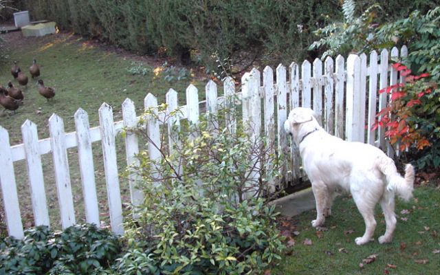 Joe On Duck Alert
Joe keeping a watchful eye on our Khaki Campbell ducks.  (Looks like our white picket fence needs painting --- another task for the Spring List.)
الكلمات الإستدلالية(لتسهيل البحث): Joe, dog hotel, Lucies Farm, Khaki Campbell ducks