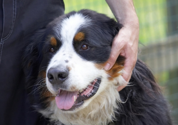 OK, I'm happy
Avainsanat: Bernese Mountain Dog Digby Dogs Tongue