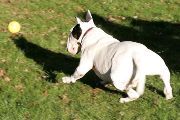 Kiko in Pursuit
Kiko loves playing ball.  He prefers a blue ball, but here he demonstrates that yellow will do nicely.
Trefwoorden: Kiko, ball playing, catch, bull terrier, yellow ball