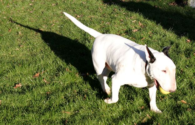 Kiko with Yellow Ball
Having caught the yellow ball --- in his vice-like jaws --- the game is to now try to get it away from him.  Kiko likes the game more than the catching of the ball itself.
Ključne besede: Kiko, bull terrier, yellow ball, catch