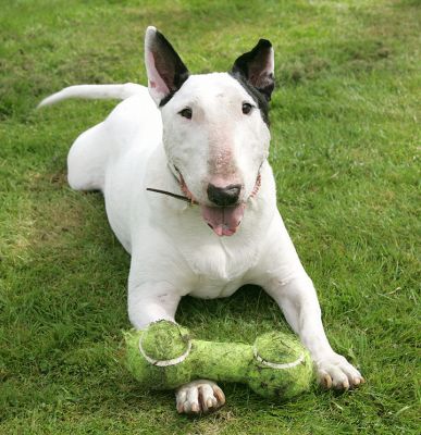 Kiko Protecting his Barbell
He's had it in his mouth, and has just dropped it for the photograph -- on top of his paw.  At the Holstein Society HQ, near Rickmansworth (wherever that is --- somewhere near the M25).  May 3 2005
Anahtar kelimeler: Kiko bull terrier barbell Holstein Richmansworth