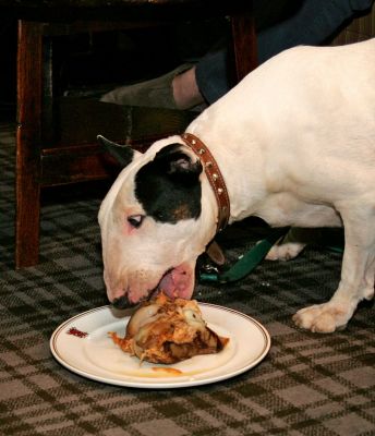 Kiko With the Veal Bone
We took Kiko to the Lygon Arms in Broadway for afternoon tea.  The hall porter asked if Kiko would like a bone, and of course the answer was yes.  This large veal bone was produced from the soup stock, still warm, on a Lygon Arms plate.  Kiko was pleased.  December 2005
Avainsanat: Kiko Lygon Arms veal bone Broadway English Bull Terrier